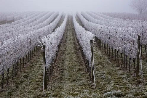 Weingarten bei Frost