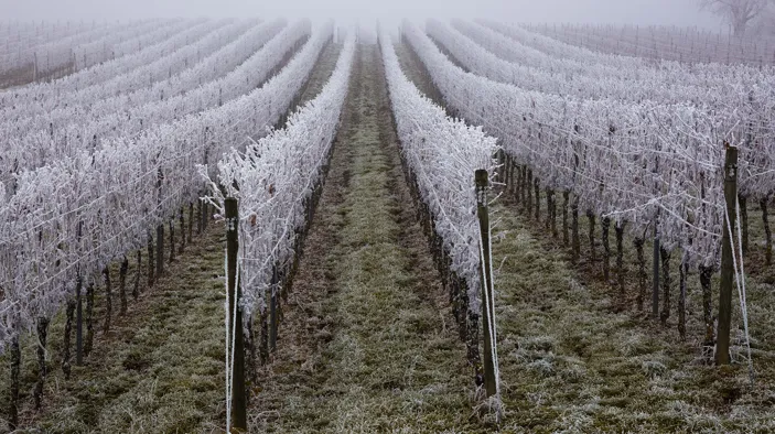 Weingarten bei Frost
