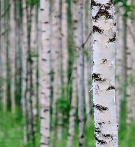 Innovointityö ja palvelumuotoilu toivat huiput lähtökohdat Metsään.fi -palvelun uudistamiselle